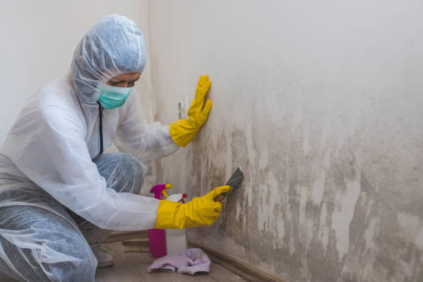 Best Industrial Mold Remediation in San Jose, CA