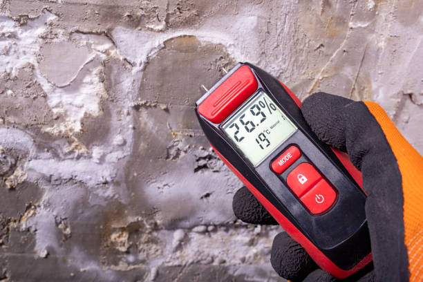 Best Industrial Mold Remediation in San Jose, CA