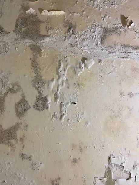 Best Post-Flood Mold Remediation in San Jose, CA