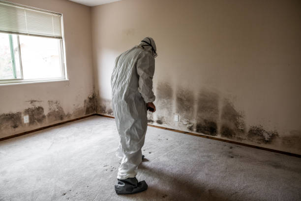 Best Emergency Mold Remediation in San Jose, CA
